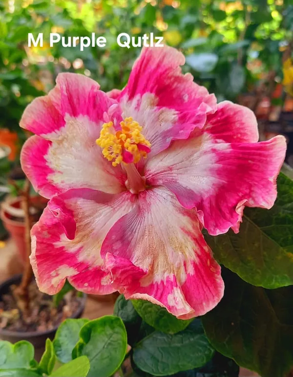 M_Purple_Qutlz_Hibiscus_Plant_-_Multi-Color_Variegated_Flowering_Plant