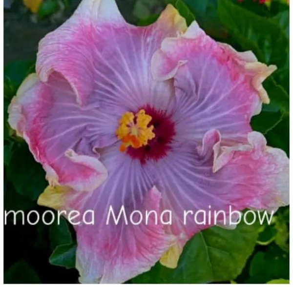 Moorea_Mona_Rainbow_Hibiscus_Plant_-_Tropical_Flowering_Plant_with_Multi-Colored_Blooms