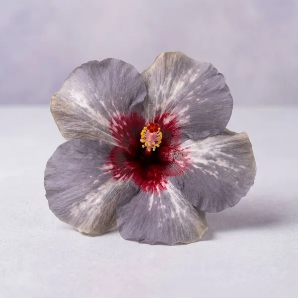 MH-103_Hibiscus_Plant_-_Blue-Purple_Petals_with_Red_Center