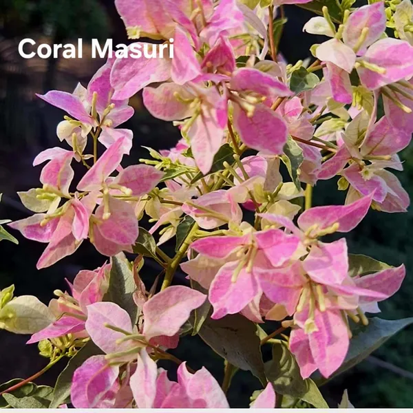Coral_Masuri_Bougainvillea_Plant_-_Pink_&_Coral_Flowering_Ornamental_Plant