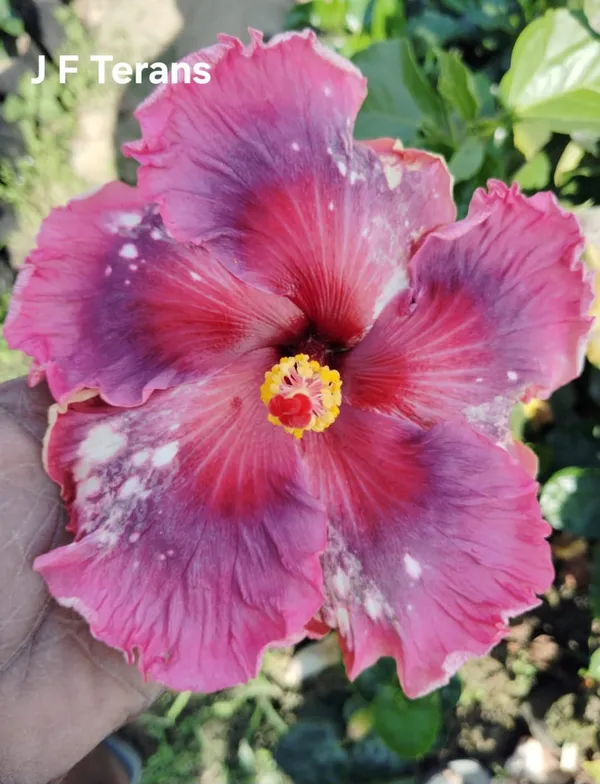 J_F_Terans_Hibiscus_Plant_-_Pink_Purple_Bi-Color_Tropical_Flowering_Plant