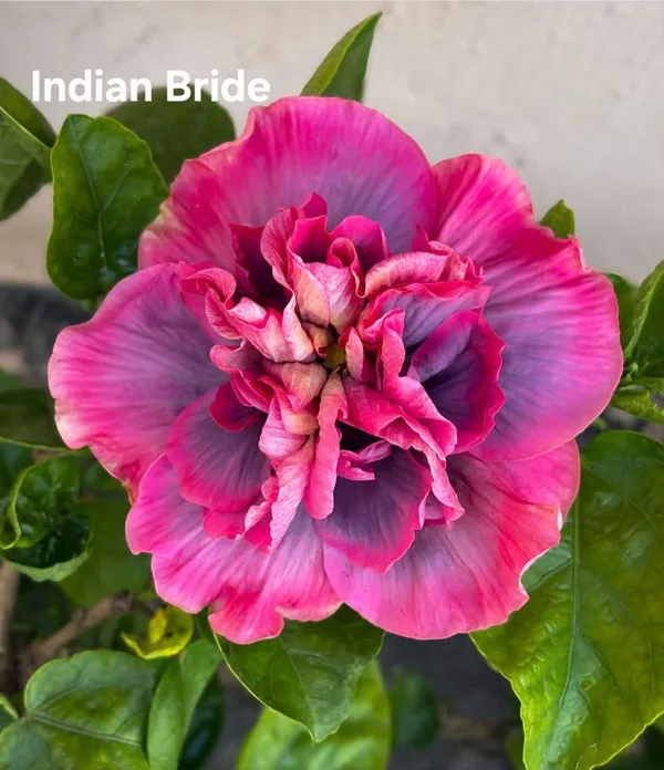 Indian_Bride_Hibiscus_Plant_-_Pink_&_Purple_Gradient_Flowering_Plant
