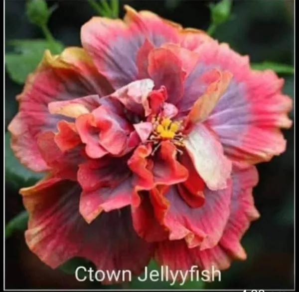 Ctown_Jellyfish_Hibiscus_plants_-_Multi-_Petal_Ruffled_Blooms