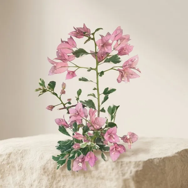 Pink_Patch__Bougainvillea_Plant_-_Ornamental_Flowering_Shrub_with_Colorful_Foliage