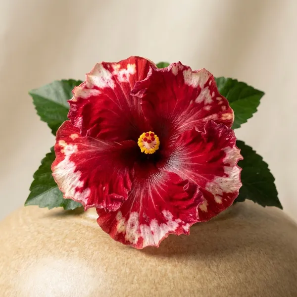 Red_And_Pink_Flowering_Plant