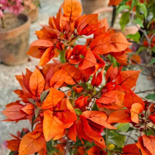 BUTTER_CUP_Bougainvillea_plant