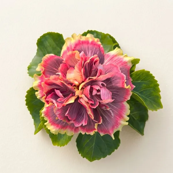 Wind_Rose_Angel_Magic_Star_Tropical_Hibiscus_plants__-_Premium_Ornamental_Flowering_Plant