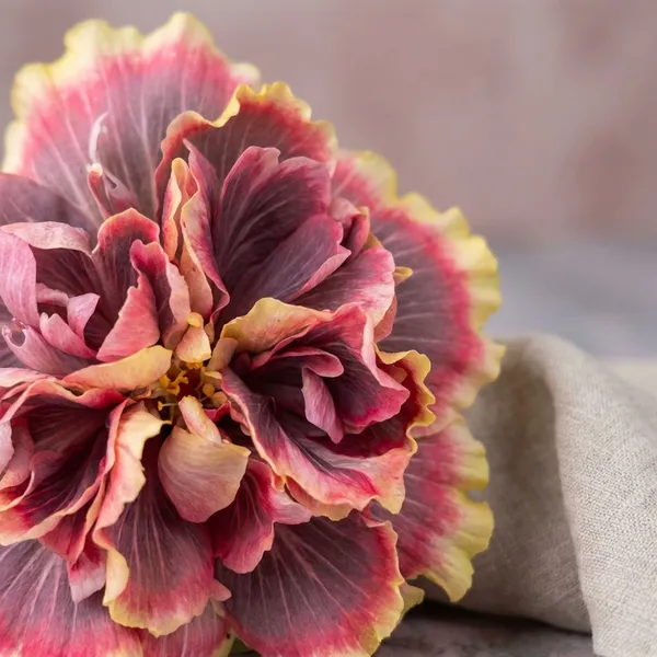 Wind_Rose_Angel_Magic_Star_Tropical_Hibiscus_plants__-_Premium_Ornamental_Flowering_Plant