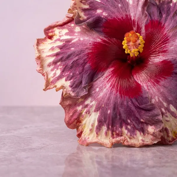 Neon_Knight_Hibiscus_Plant_-_Live_Flowering_Plant_with_Variegated_Pink,_Red_and_White_Blooms