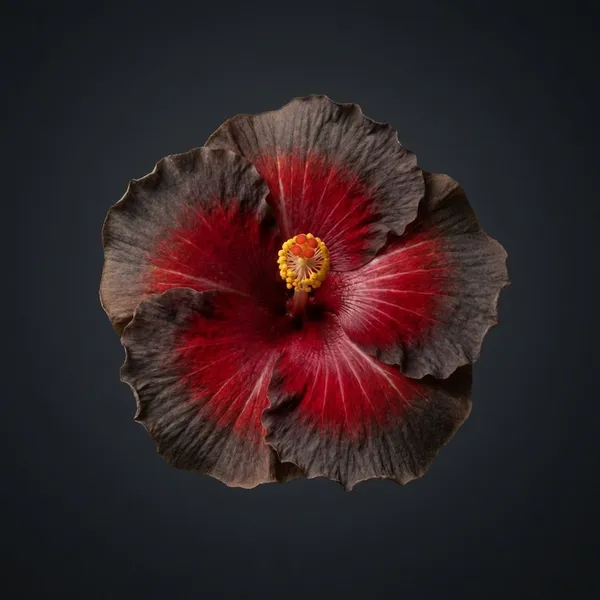 WR_Green_Haker_Hibiscus_Plant_-_Deep_Red_&_Purple_Bicolor_Tropical_Flowering_Plant
