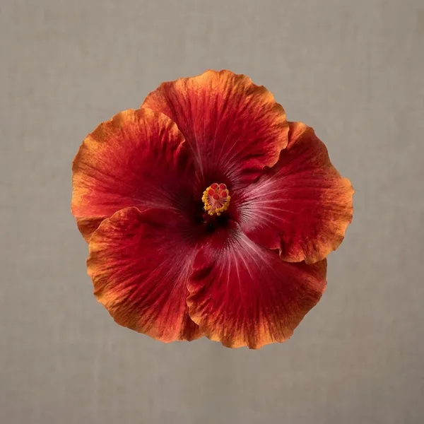 Scarlet_Flame_Hibiscus_Plant_-_Vibrant_Orange_Red_Flowering_Variety