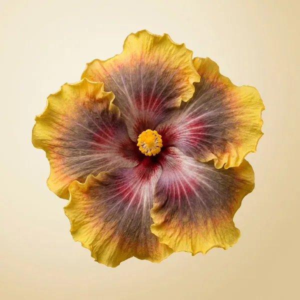 Russian_Firebird_Hibiscus_Flower_Plant_-_Yellow_&_Red_Variegated_Tropical_Bloom