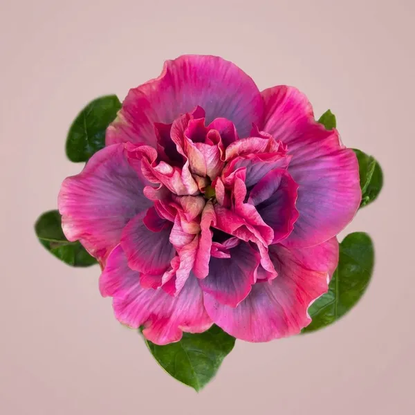 Indian_Bride_Hibiscus_Plant_-_Pink_&_Purple_Gradient_Flowering_Plant