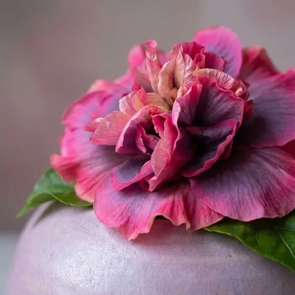 Indian_Bride_Hibiscus_Plant_-_Pink_&_Purple_Gradient_Flowering_Plant