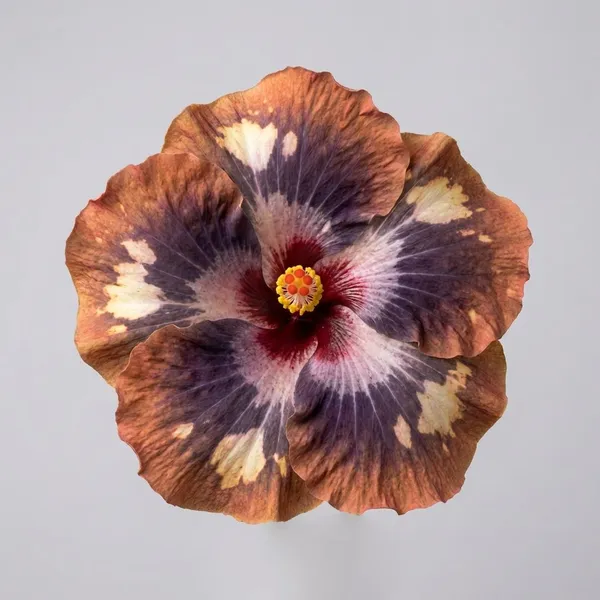 Luv_Kindness_Snow_Mountain_-_Ornamental_Hibiscus_Flower_Plant