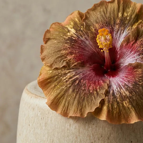 M_Durklin_Lion_Hibiscus_Plant_-_Golden_Brown_with_Pink_Streaked_Petals