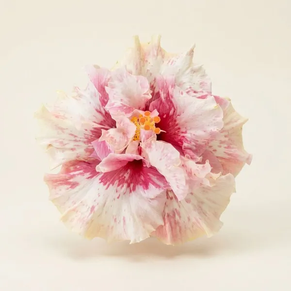 Princess_Ka'iulani_Hibiscus_Flower_Plants_-_Exotic_Tropical_Ornamental_Plant