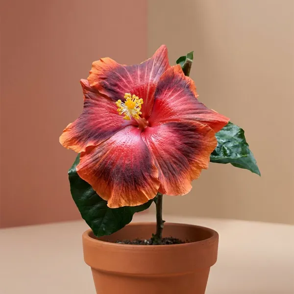 Wind_Rose_Black_Wolf_Hibiscus_Plant_-_Live_Flowering_Plant_in_Pot