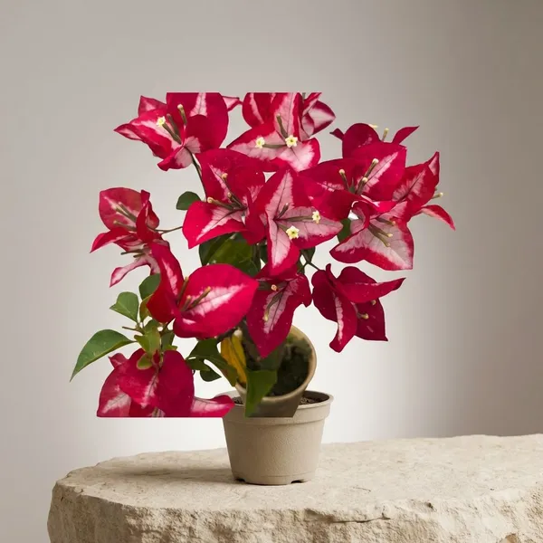 Wajid_Ali_Shah_Red_Bougainvillea_Plant_-_Live_Flowering_Plant_for_Garden_and_Home_Decor