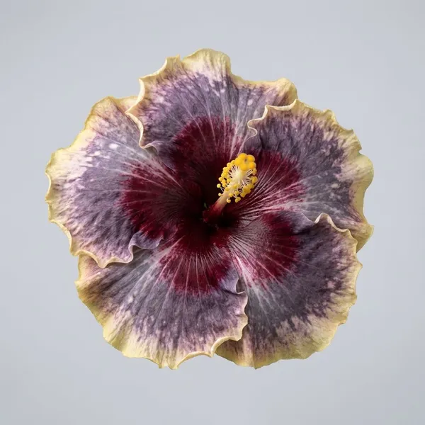 MH_-111_Tropical_malti_colour_Hibiscus_plants