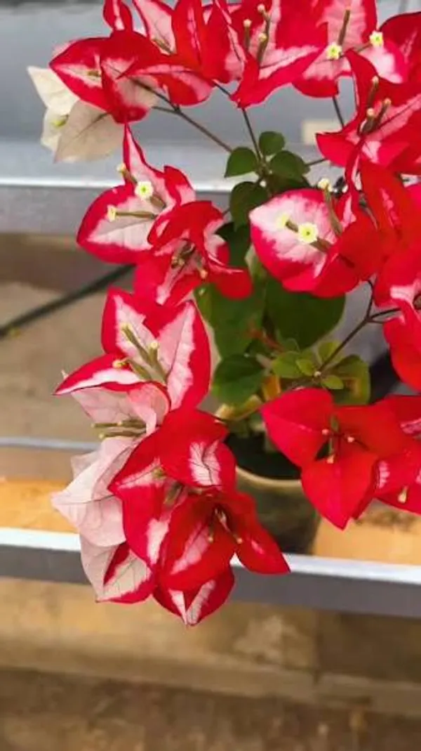 Wajid_Ali_Shah_Red_Bougainvillea_Plant_-_Live_Flowering_Plant_for_Garden_and_Home_Decor
