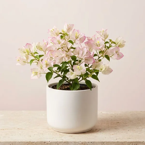 Cereal_Milk_Bougainvillea_Plant_-_Pale_Pink_&_White_Flowering_Ornamental_Plant