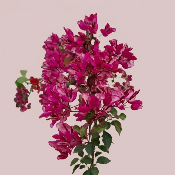 Black_Mariya_Bougainvillea_Plant_-_Vibrant_Magenta_Pink_Flowering_Ornamental_Plant