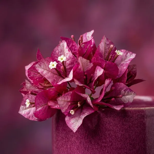 Black_Mariya_Bougainvillea_Plant_-_Vibrant_Magenta_Pink_Flowering_Ornamental_Plant