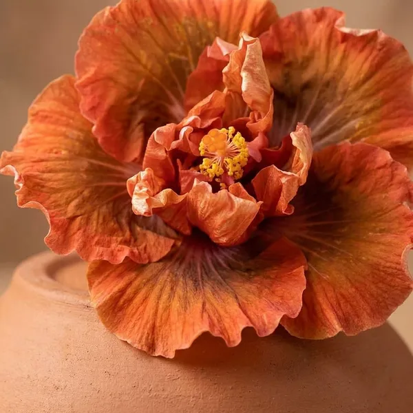 Shueshalian_Sea_Urchin_Hibiscus_Plant_-_Orange_Ruffled_Double_Bloom_Variety