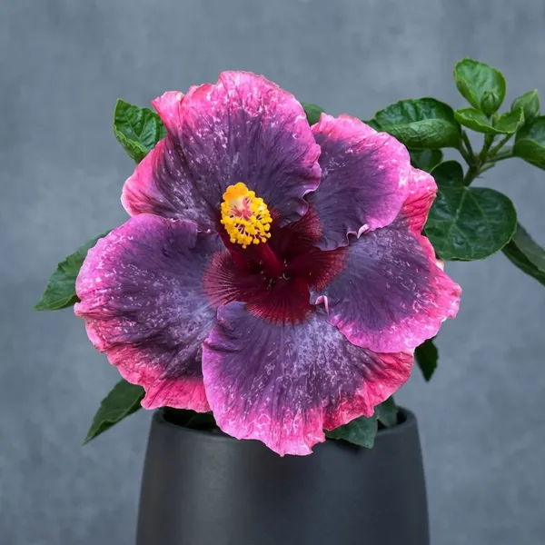 Moorea_Fairy_Gift_-_Exotic_Hibiscus_Plant_with_Stunning_Pink-Purple_Gradient_Blooms