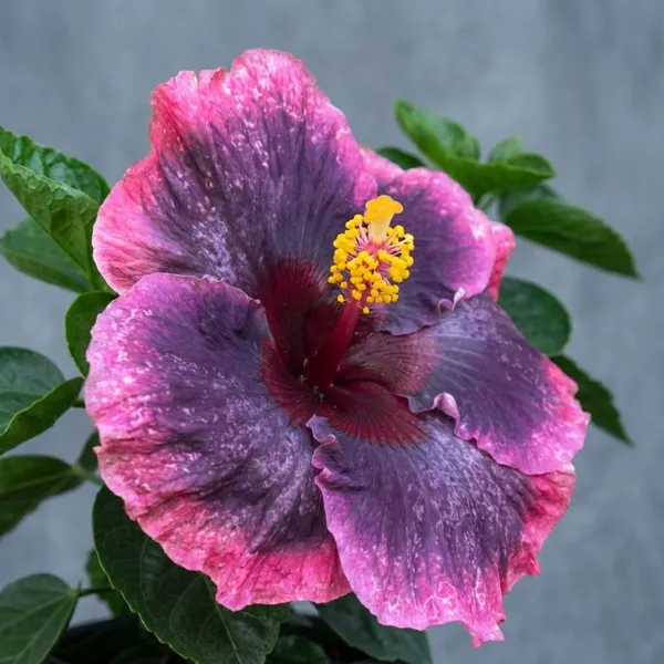Moorea_Fairy_Gift_-_Exotic_Hibiscus_Plant_with_Stunning_Pink-Purple_Gradient_Blooms