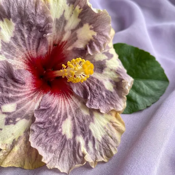 Festival_of_Light_Hibiscus_Plant_-_Variegated_Purple_and_Cream_Flowering_Plant