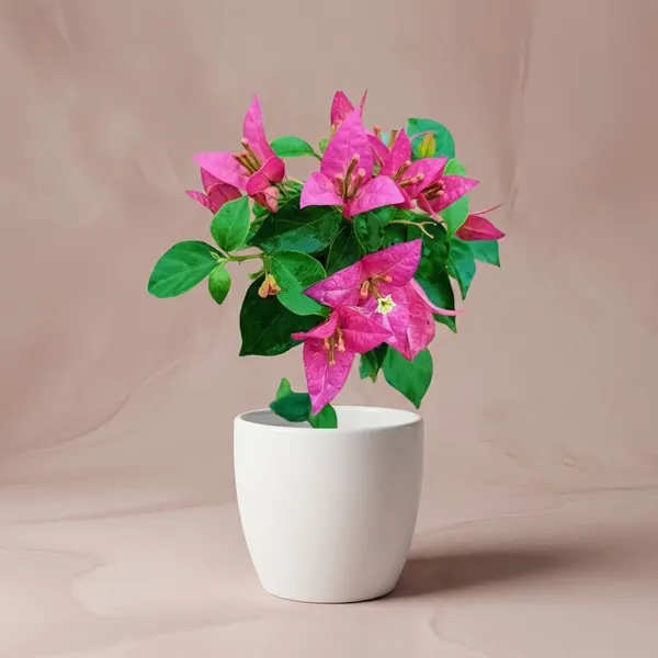 Kayata_Magenta_Bougainvillea_Live_Plant_with_Pot