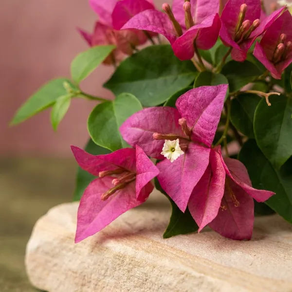 Kayata_Magenta_Bougainvillea_Live_Plant_with_Pot