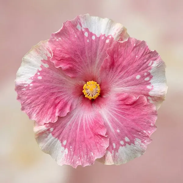 Ces'tbon'_Tropical_Hibiscus__-_Pink_&_White_Ruffled_Bloom_Variety