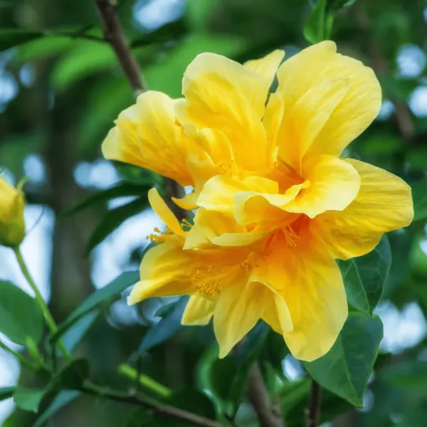 Daffodil_Hibiscus_Flower_Plant_-_Yellow_Blooming_Spring_Bulb