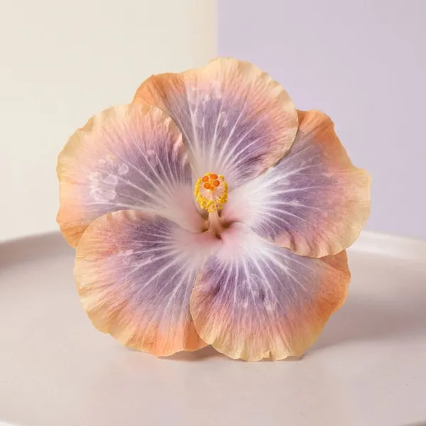 Silver_Memory_Hibiscus_Flower_Plant_-_Live__Flowering_Plant