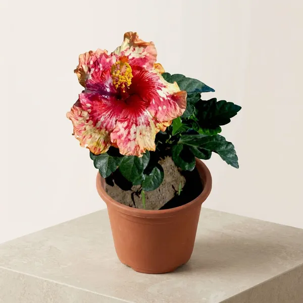 _-Stawberries_Short_Cake__Hibiscus_Variety_(Variegated_Pink,_Red_&_Cream_Blooms)