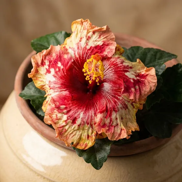 _-Stawberries_Short_Cake__Hibiscus_Variety_(Variegated_Pink,_Red_&_Cream_Blooms)
