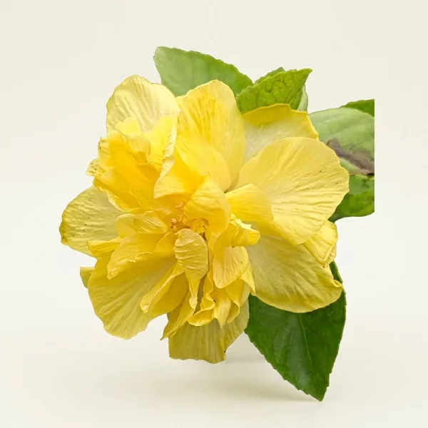 Daffodil_Hibiscus_Flower_Plant_-_Yellow_Blooming_Spring_Bulb