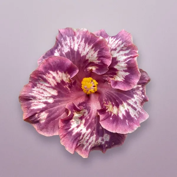 Corel_Sea_Hibiscus_Flower_Plants__-_Pink_Purple_Variegated_Variety