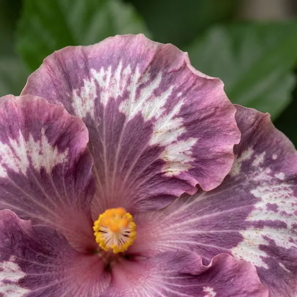 Corel_Sea_Hibiscus_Flower_Plants__-_Pink_Purple_Variegated_Variety