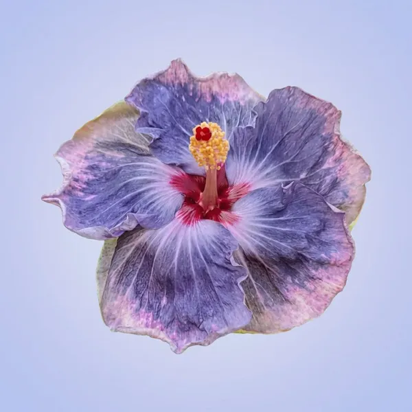 Blue-Purple_Hibiscus_Flower_Plant_-_Rare_Color_Variant_Unknown_Blue