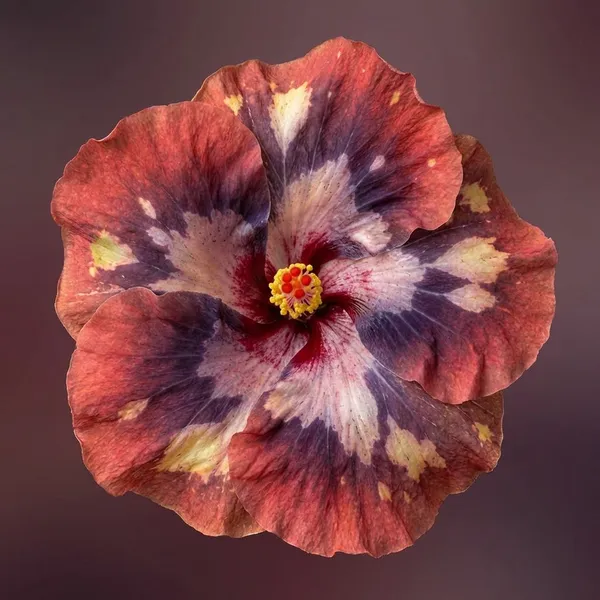 Luv_Kindness_Snow_Mountain_-_Hibiscus_Flowering_Plant