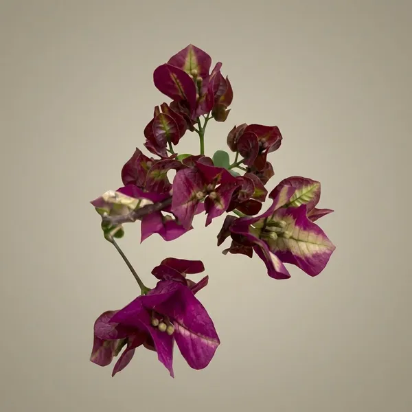 Murayama_Bougainvallia_Plants-_Deep_Purple_Maroon_Antirrhinum_Flower_Seeds