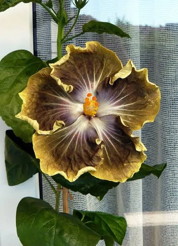 R_K_BLACK_PEARL_Hibiscus