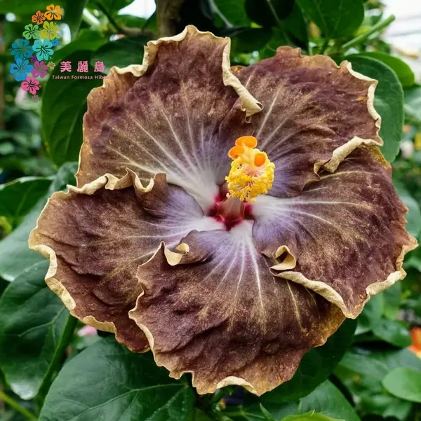 R_K_BLACK_PEARL_Hibiscus
