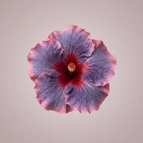 IMMA_Casiana_Gabriel_Hibiscus_Plant_-_Bicolor_Purple_and_Pink_Flowering_Plant