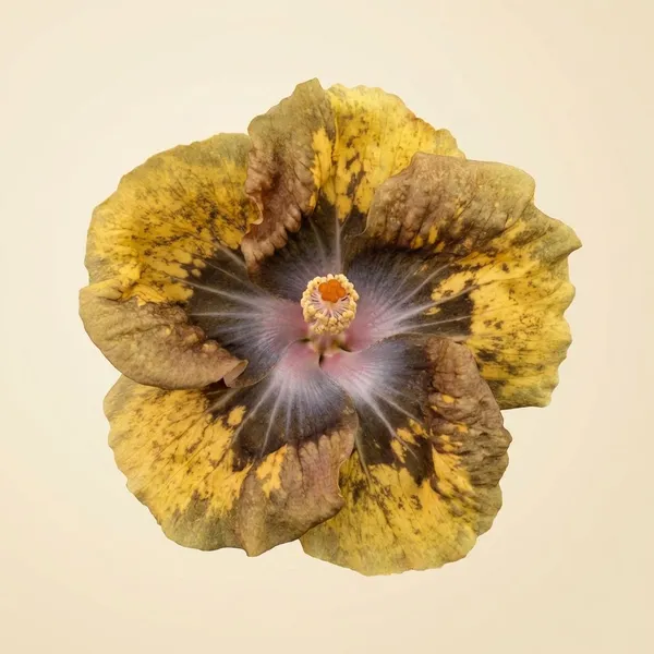 Moorea_Pate're_Hibiscus_Plant_-_Yellow_Flowering_Ornamental_Variety