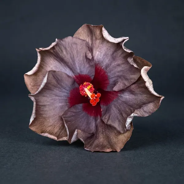 Bronzed_Berry_Hibiscus_Plant_-_Exotic_Brown-Grey_Flowering_Variety